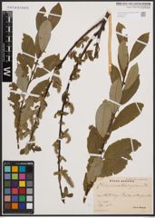 Foto von Salix cinerea L. x Salix nigricans Sm.
